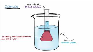 Diffusion amp Osmosis [upl. by Flavio]