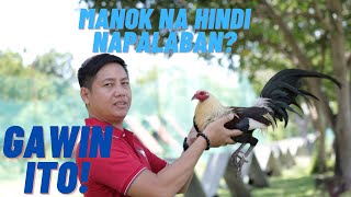 Sabong Tips  Ito Ang Dapat Gawin Sa Manok Panabong Na Hindi Napalaban [upl. by Nylinej]