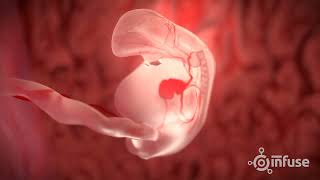 Fetal Development 3D Animation  Infuse Medical [upl. by Chor]