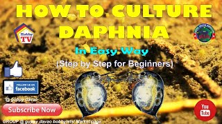 HOW TO CULTURE DAPHNIA In Easy Way [upl. by Lilli]