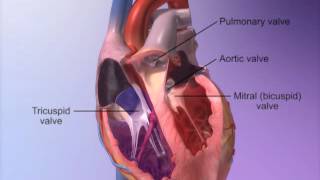 The Heart Valves with Heart amp Circulatory Premium 2 [upl. by Goraud]