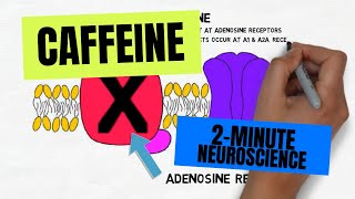 2Minute Neuroscience Caffeine [upl. by Ludovick]