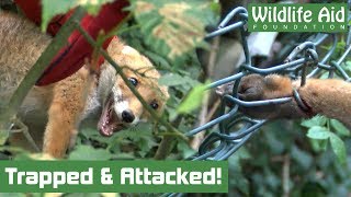 Dog Attacks During Fox Rescue [upl. by Lizette120]