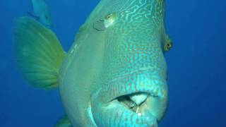 Humphead Wrasse [upl. by Golden]