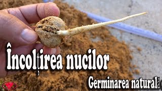 Cea mai bună metodă de încolțire a nucilor  Germinare naturală [upl. by Adyam]