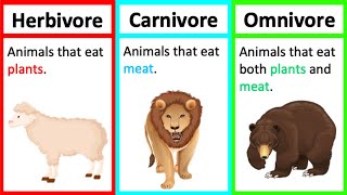 Herbivore Carnivore amp Omnivore  Types of animals  Whats the difference [upl. by Fawcett]