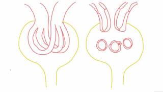 Mesangial cells  anatomy and function [upl. by Moe]