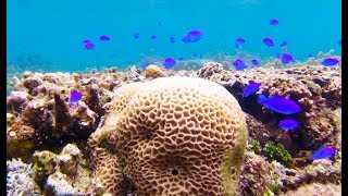 Snorkeling in Ishigaki  Okinawa Japan [upl. by Ahsiram]