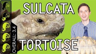 Sulcata Tortoise The Best Pet Turtle [upl. by Aes893]