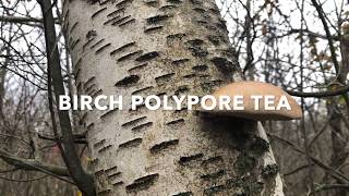 How to Brew Birch Polypore Tea [upl. by Nylegna938]