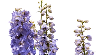 Timelapse Larkspur Flower Growing and Blooming Plant  Pflanzen Zeitraffer Rittersporn Delphinium [upl. by Oneida580]