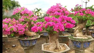 Bonsai hoa giấy khủng nhất miền trung [upl. by Attennaj485]