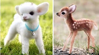 Top 10 Cute Animals In The World  Part2 [upl. by Benyamin]