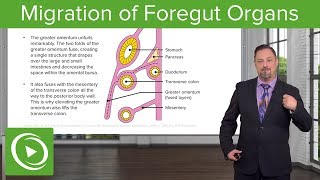 Foregut Organs Omentum amp Mesenteries – Embryology  Lecturio [upl. by Erdnaxela243]