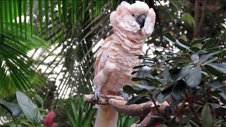 Moluccan Cockatoo Puffing Out its Feathers [upl. by Karrah]