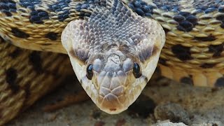 Gopher Snake mimicking a Rattlesnake [upl. by Ahsiram]