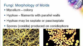 Introduction to Clinical Mycology Part 1 Hot Topic [upl. by Anrehs]