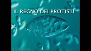 Il regno dei Protisti [upl. by Abdel]