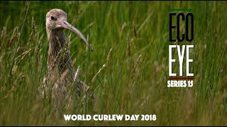 The Curlews Last Call Plight of the Curlew EE15 EP2 [upl. by Aliehc]