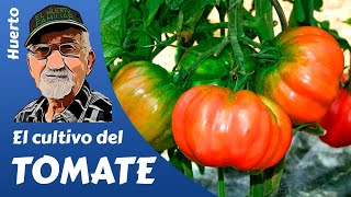 TOMATES COMO PLANTAR Y CULTIVAR TOMATES GROWING TOMATOES [upl. by Oikim]