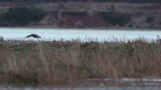 Many Curlews [upl. by Fabrienne]