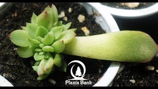 How to Grow Echeveria amp Succulent plants A to Z Part 1 [upl. by Amek547]